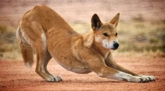 Къде се появи dingo dog в австралия?
